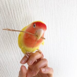 ７月はお誕生月!ピーちゃんの近況(動画あり)