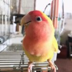 エサをモリモリ、最近のぴーちゃん[動画あり]