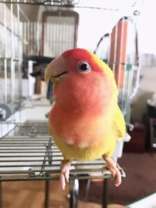 エサをモリモリ、最近のぴーちゃん[動画あり]