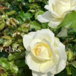 6月のお教室の状況と、刺繍についての近況など。