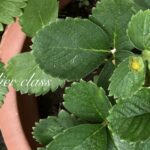 8月の「横糸刺繍」アトリエ教室・開講日のお知らせ